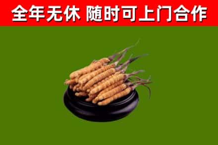 潍城回收散虫草